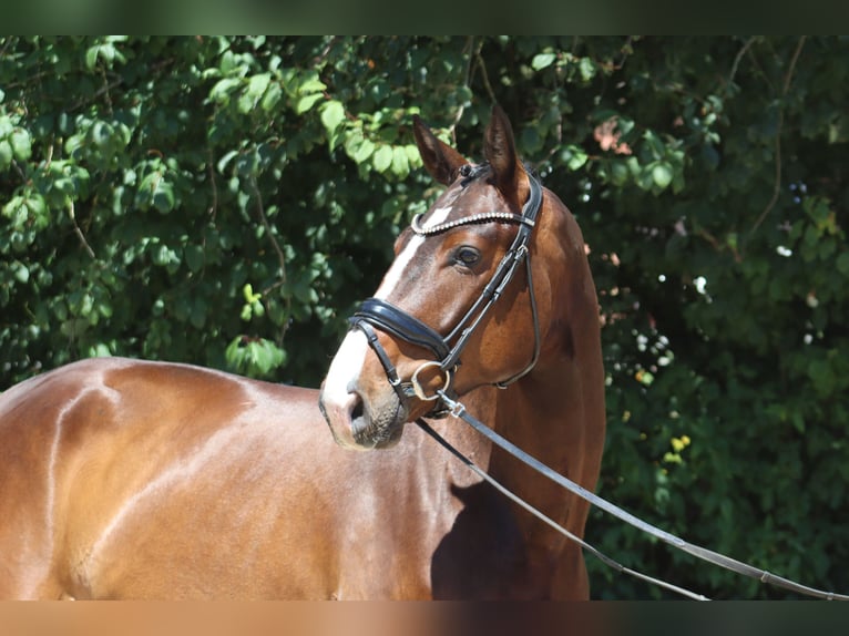 Oldenburg Castrone 4 Anni 176 cm Baio scuro in Ottersberg