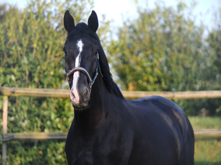 Oldenburg Castrone 4 Anni 176 cm Morello in Isernhagen