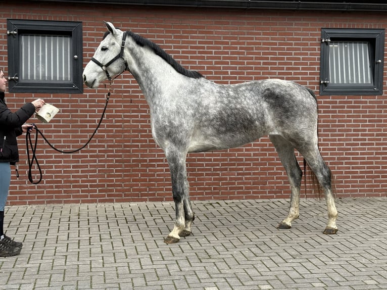 Oldenburg Castrone 4 Anni 177 cm Grigio in Zieuwent