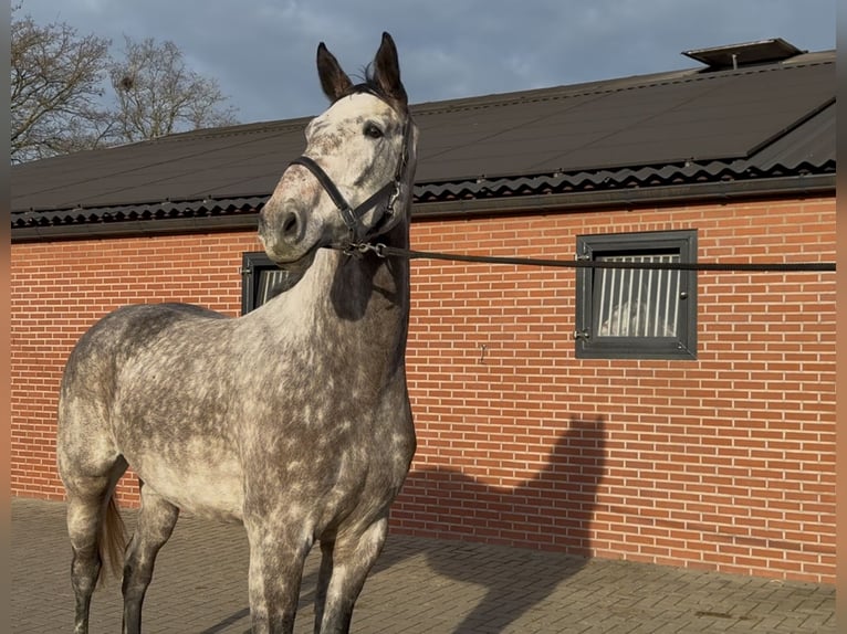 Oldenburg Castrone 4 Anni 177 cm Grigio in Zieuwent
