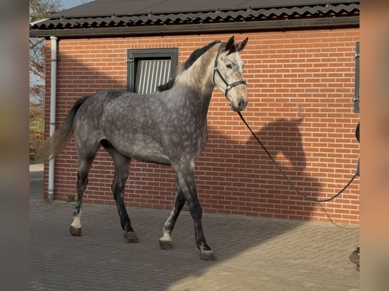 Oldenburg Castrone 4 Anni 177 cm Grigio in Zieuwent