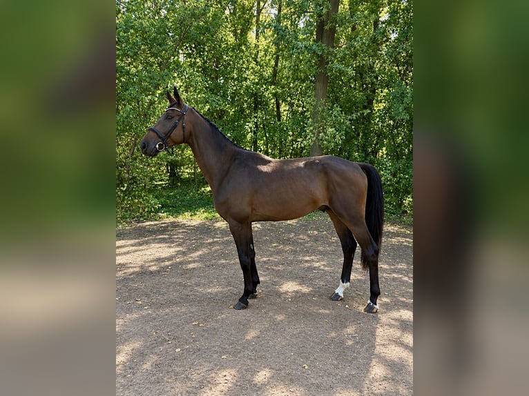Oldenburg Castrone 4 Anni 178 cm Baio ciliegia in Békéscsaba