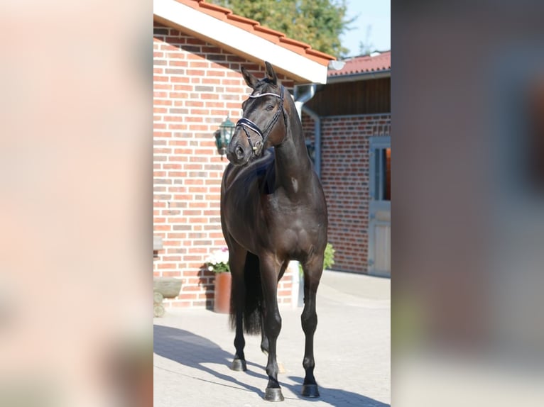 Oldenburg Castrone 4 Anni 179 cm Baio scuro in Bramsche