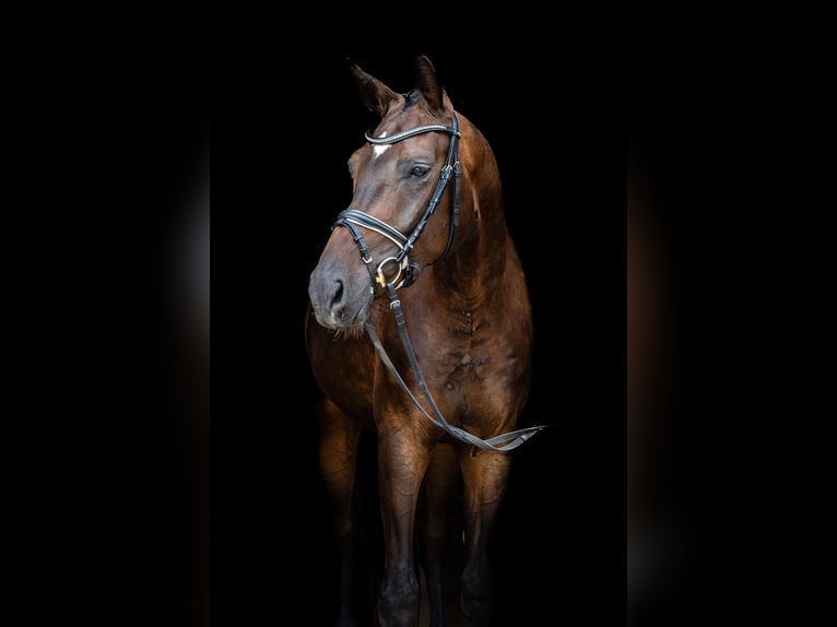 Oldenburg Castrone 4 Anni 179 cm Baio scuro in Weida OT Gräfenbrück