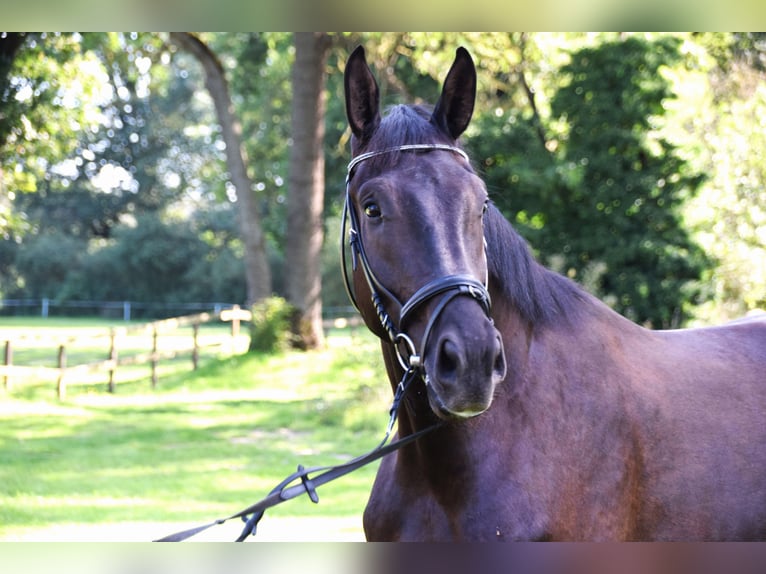 Oldenburg Castrone 4 Anni 179 cm Morello in Lohne (Oldenburg)