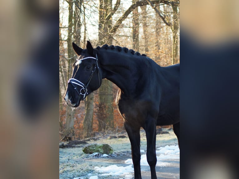 Oldenburg Castrone 4 Anni 180 cm Morello in Gleichen