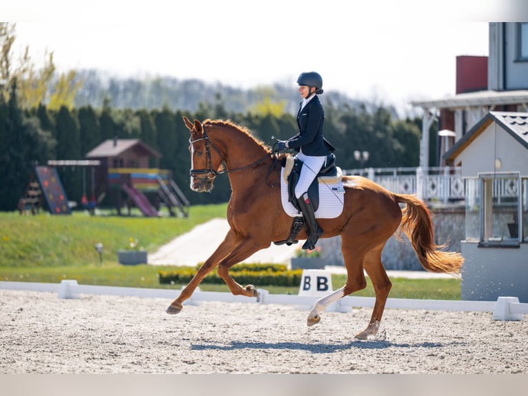 Oldenburg Castrone 4 Anni 180 cm Sauro scuro in Tarnowskie Góry