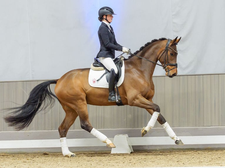 Oldenburg Castrone 4 Anni Baio in Münster-Handorf