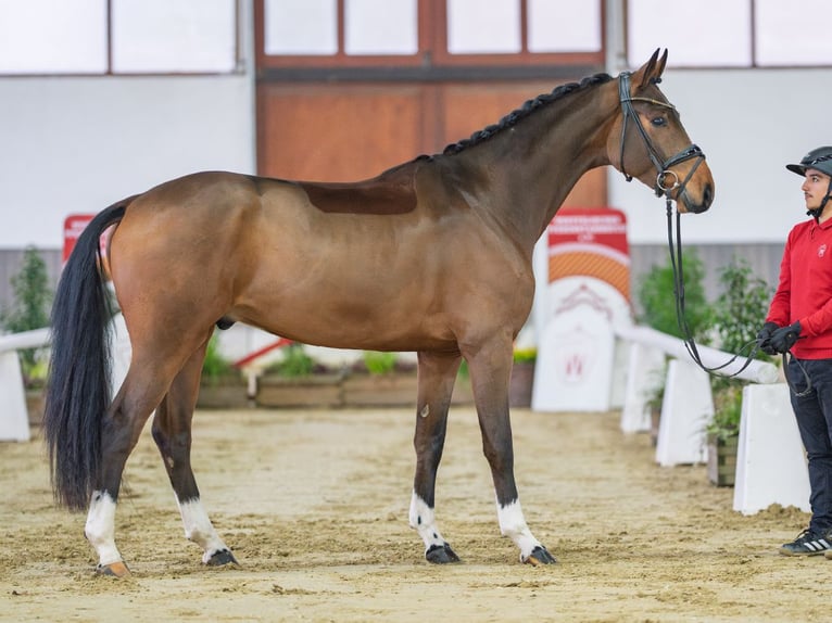 Oldenburg Castrone 4 Anni Baio in Münster-Handorf