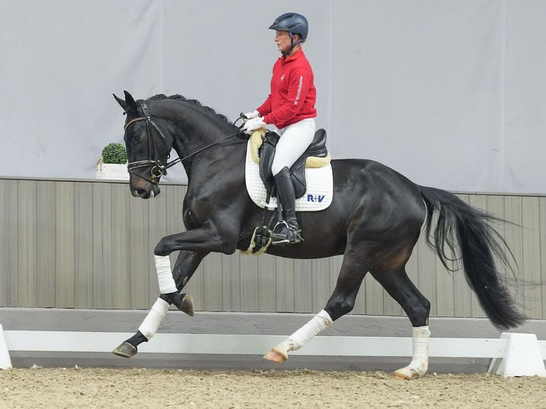 Oldenburg Castrone 4 Anni Baio nero in Münster-Handorf