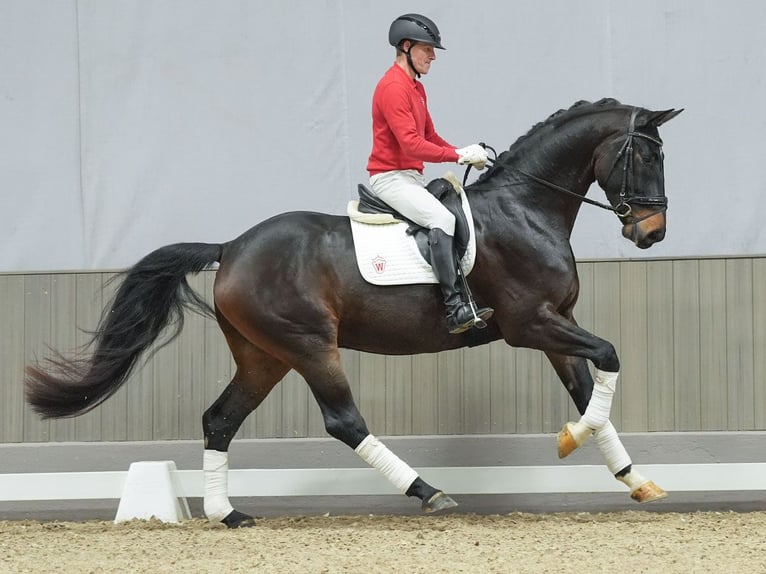 Oldenburg Castrone 4 Anni Baio nero in Münster-Handorf