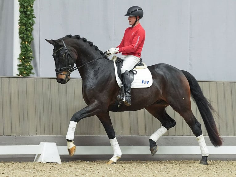 Oldenburg Castrone 4 Anni Baio nero in Münster-Handorf