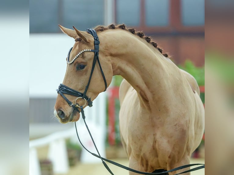 Oldenburg Castrone 4 Anni Sauro in Münster-Handorf