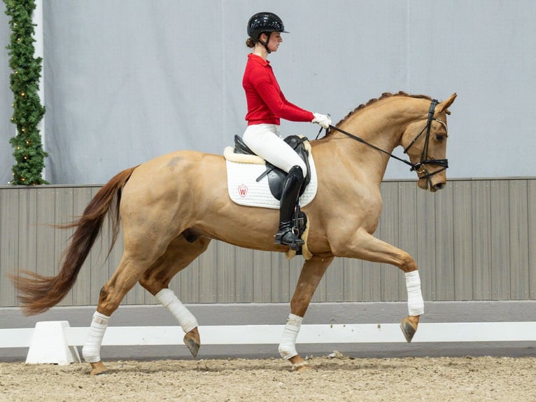 Oldenburg Castrone 4 Anni Sauro in Münster-Handorf