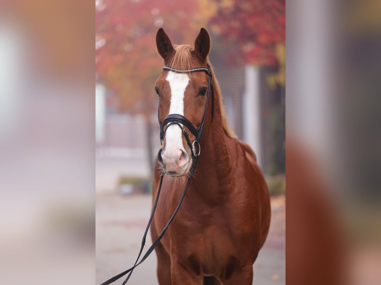 Oldenburg Castrone 4 Anni Sauro in Löningen