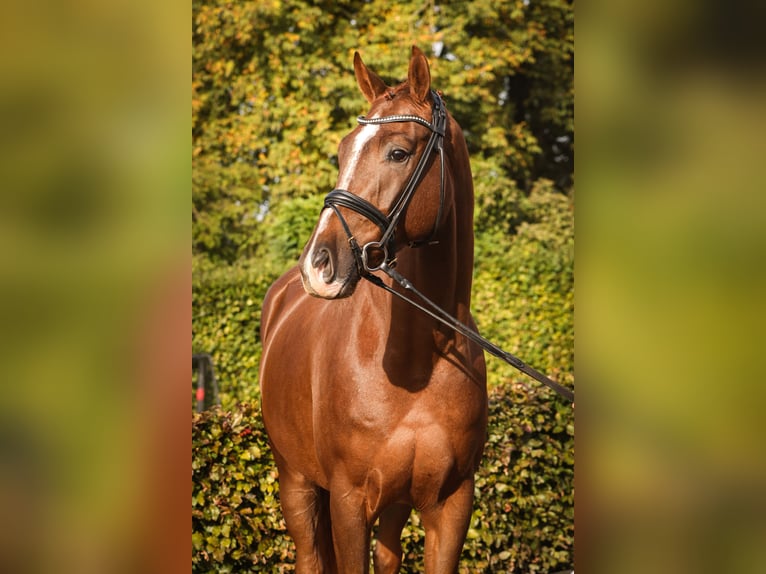 Oldenburg Castrone 4 Anni Sauro scuro in Lemwerder