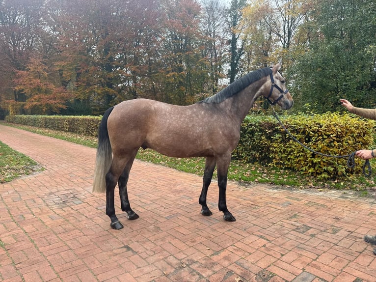 Oldenburg Castrone 5 Anni 160 cm Falbo baio in Molbergen