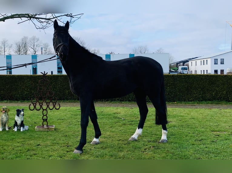 Oldenburg Castrone 5 Anni 160 cm Morello in Barntrup