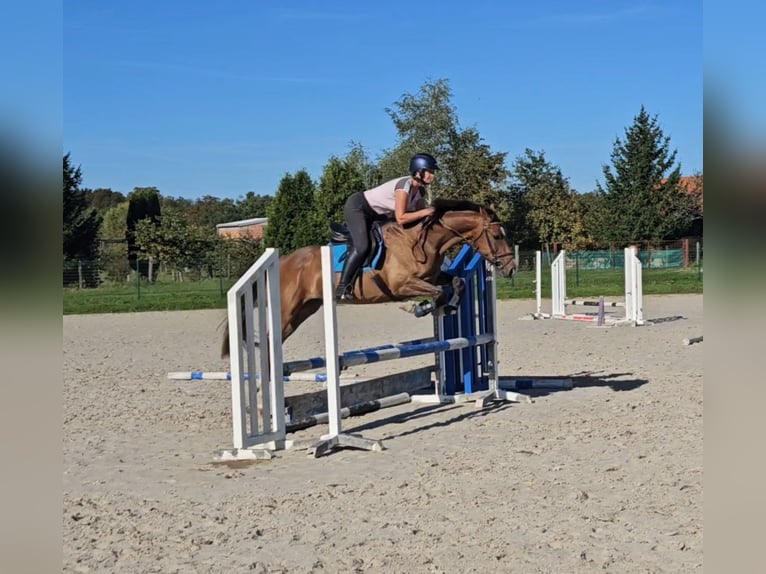 Oldenburg Castrone 5 Anni 162 cm Baio ciliegia in Kupinec