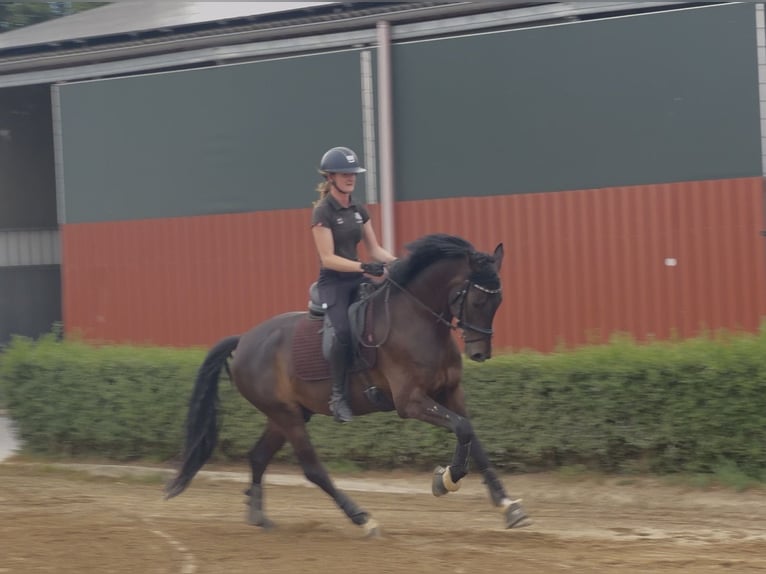 Oldenburg Castrone 5 Anni 162 cm Baio scuro in Tönisvorst