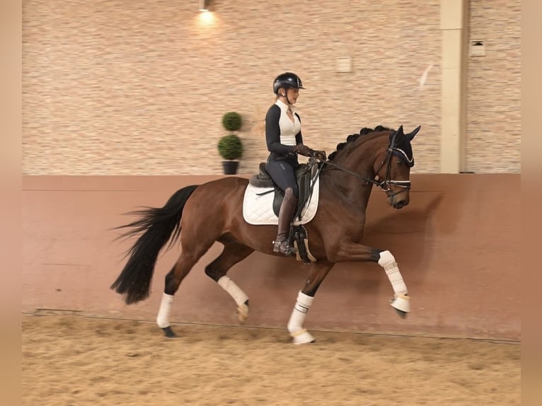 Oldenburg Castrone 5 Anni 163 cm Baio in Wehringen