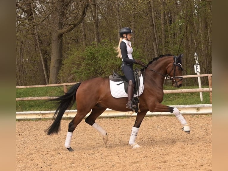 Oldenburg Castrone 5 Anni 163 cm Baio in Wehringen