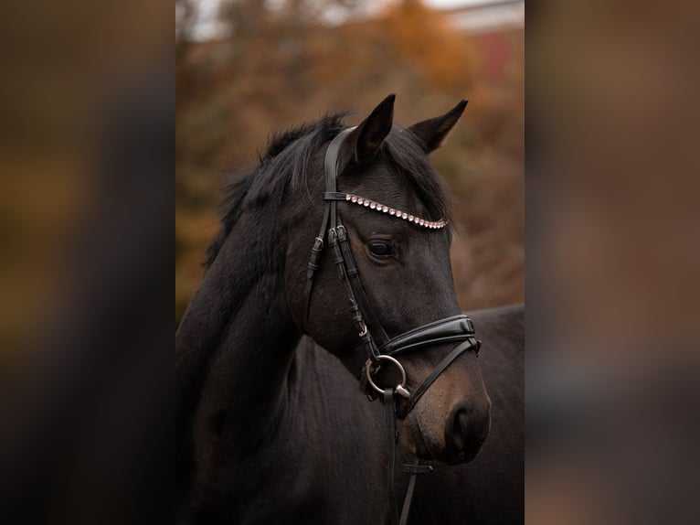 Oldenburg Castrone 5 Anni 163 cm Baio scuro in Düsseldorf