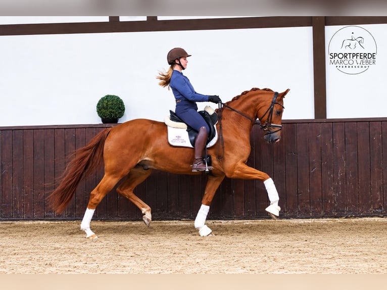 Oldenburg Castrone 5 Anni 163 cm Sauro in Löningen