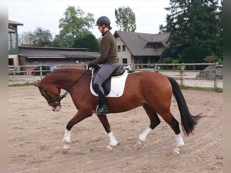 Oldenburg Castrone 5 Anni 164 cm Baio in Damme