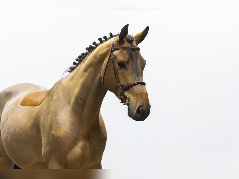 Oldenburg Castrone 5 Anni 164 cm  in Waddinxveen