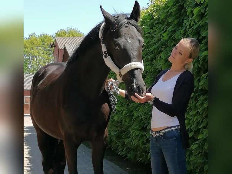 Oldenburg Castrone 5 Anni 164 cm Morello in Vechta