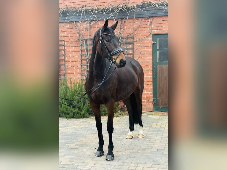 Oldenburg Castrone 5 Anni 165 cm Baio in Martfeld