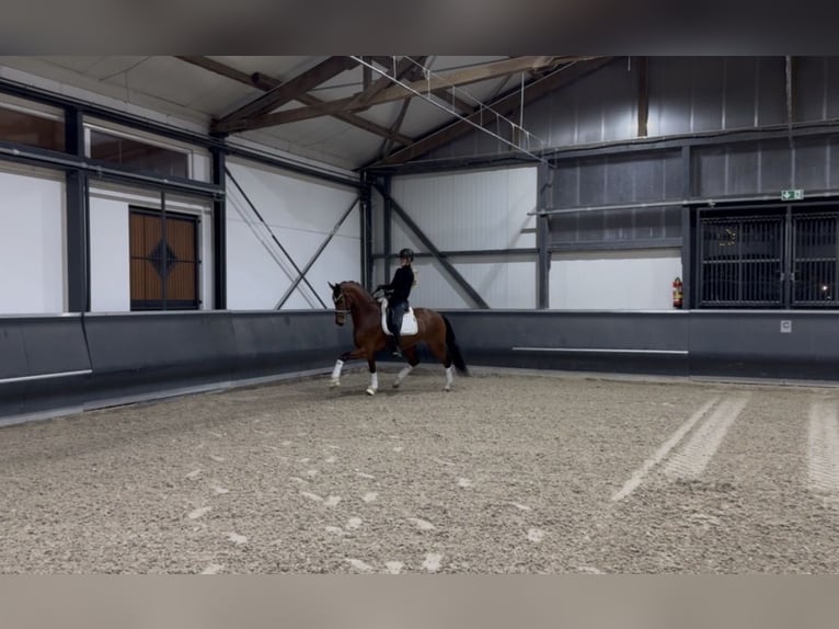 Oldenburg Castrone 5 Anni 165 cm Baio in Meckenheim