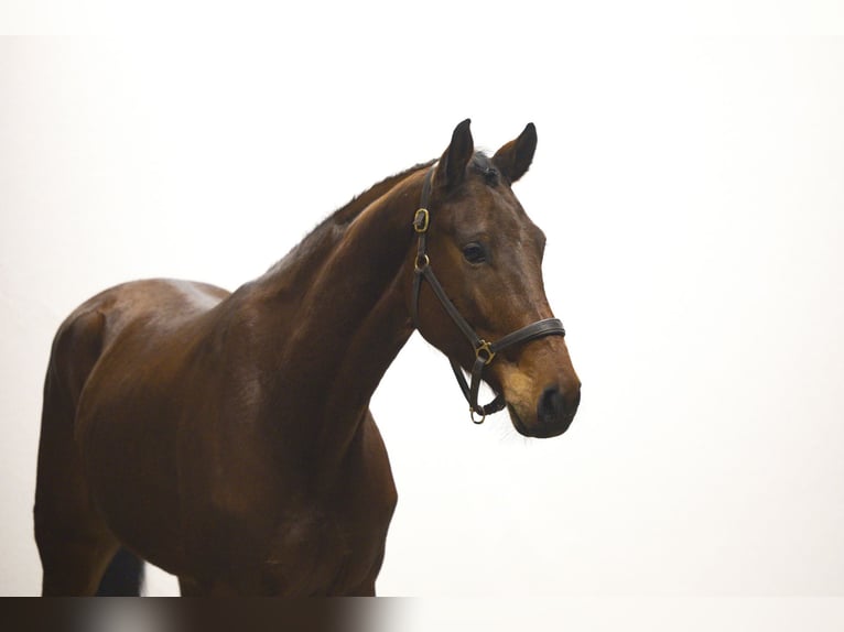Oldenburg Castrone 5 Anni 165 cm Baio in Waddinxveen