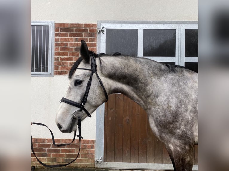 Oldenburg Castrone 5 Anni 165 cm Grigio in S&#x142;upsk