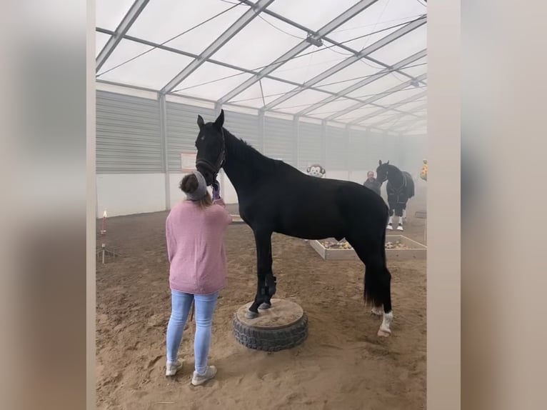 Oldenburg Castrone 5 Anni 165 cm Morello in Herten
