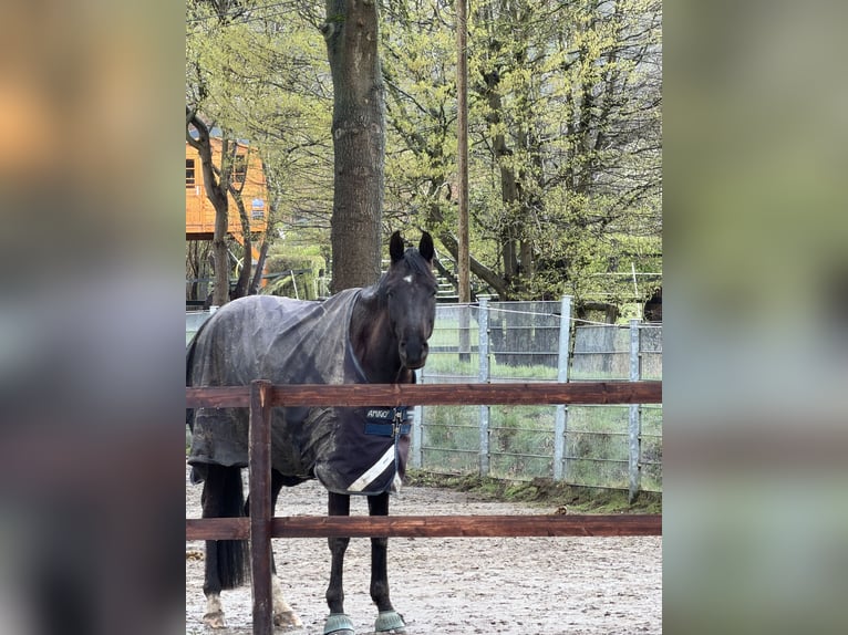 Oldenburg Castrone 5 Anni 165 cm Morello in Gelsenkirchen