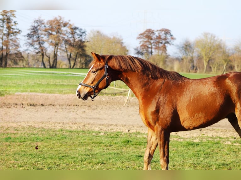 Oldenburg Castrone 5 Anni 165 cm Sauro in Weiterstadt