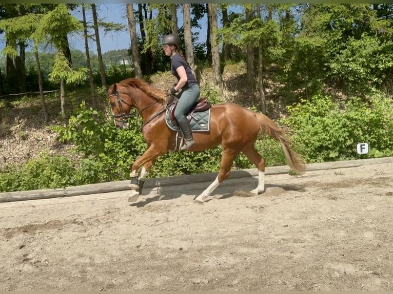 Oldenburg Castrone 5 Anni 165 cm Sauro in Pelmberg