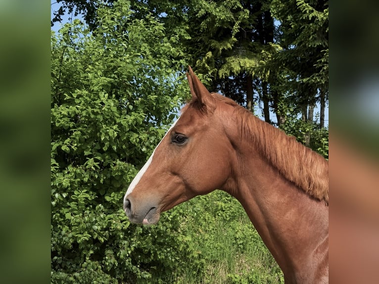 Oldenburg Castrone 5 Anni 165 cm Sauro in Pelmberg