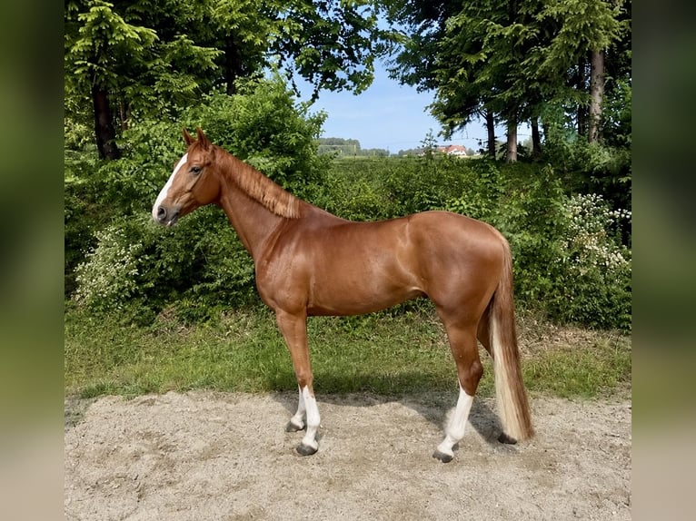 Oldenburg Castrone 5 Anni 165 cm Sauro in Pelmberg