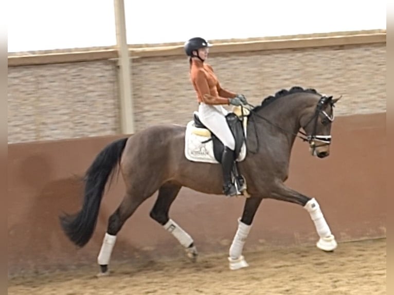 Oldenburg Castrone 5 Anni 166 cm Baio scuro in Wehringen