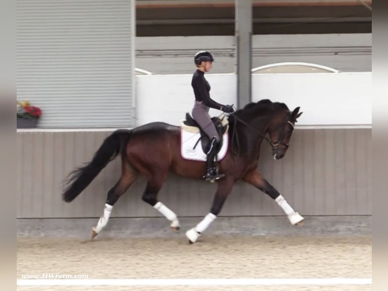 Oldenburg Castrone 5 Anni 167 cm Baio in Nottuln