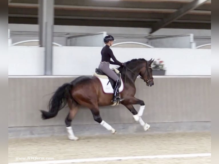 Oldenburg Castrone 5 Anni 167 cm Baio in Nottuln