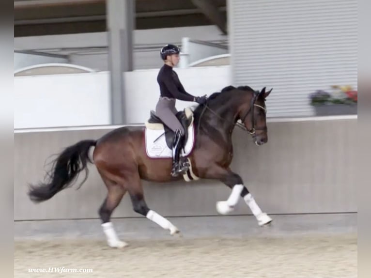 Oldenburg Castrone 5 Anni 167 cm Baio in Nottuln