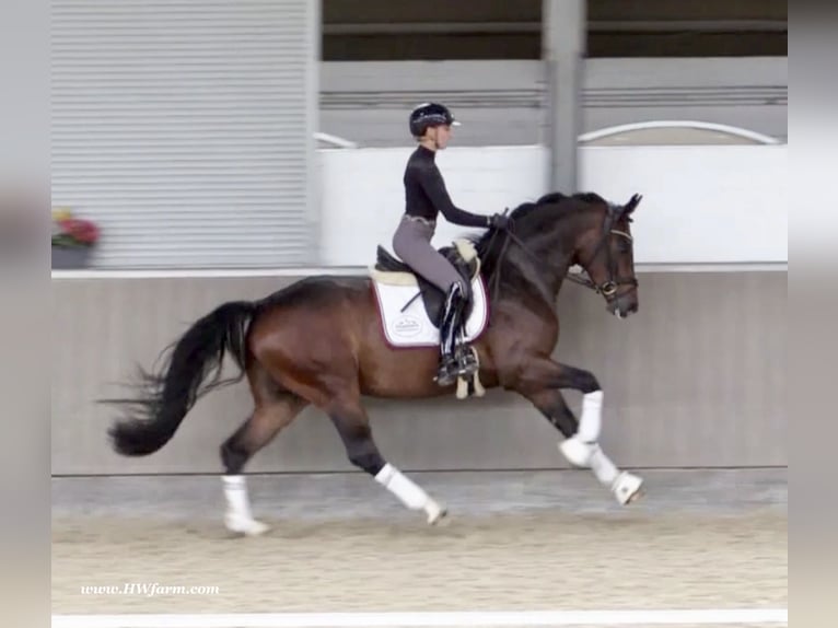 Oldenburg Castrone 5 Anni 167 cm Baio in Nottuln