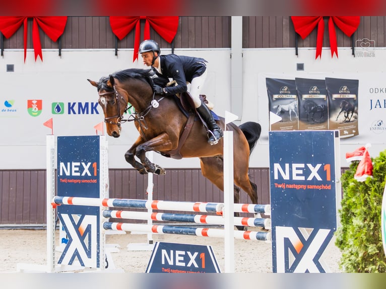 Oldenburg Castrone 5 Anni 167 cm Baio in Chojnów