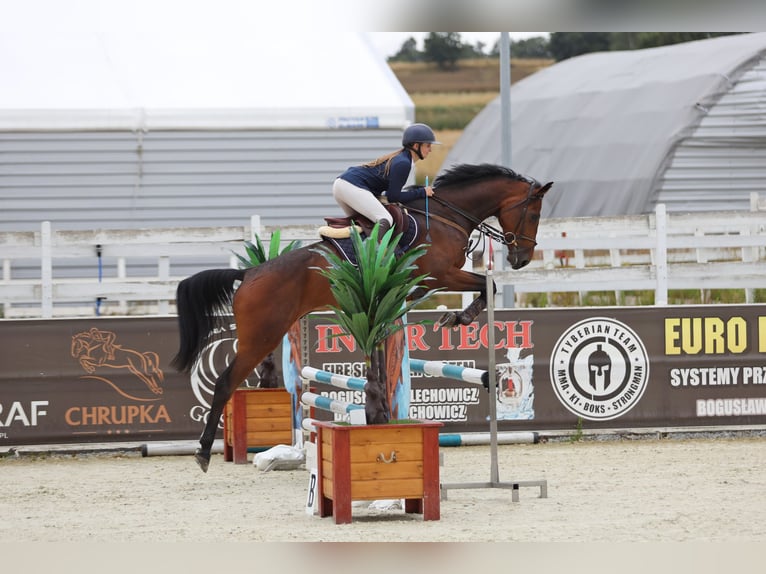 Oldenburg Castrone 5 Anni 167 cm Baio in Chojnów