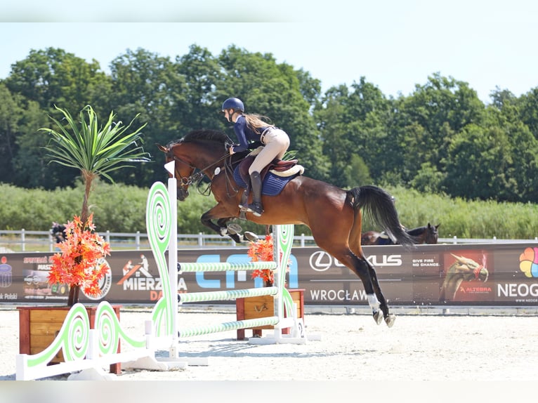 Oldenburg Castrone 5 Anni 167 cm Baio in Chojnów