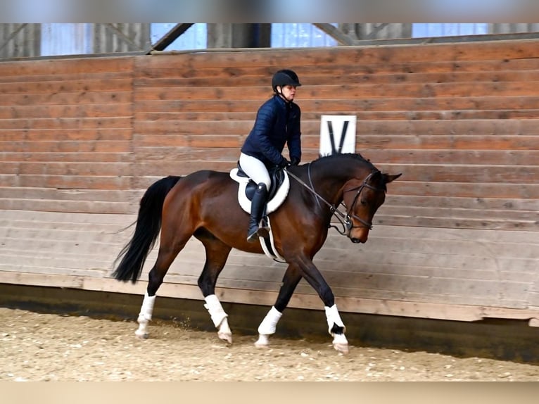 Oldenburg Castrone 5 Anni 167 cm Baio in Brno
